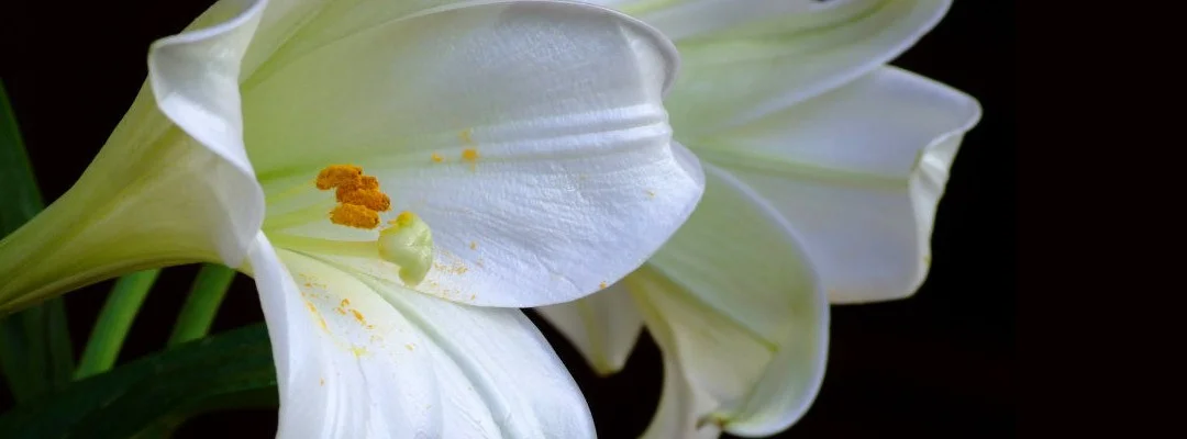 “I Found The Lily In My Valley” the story behind the song